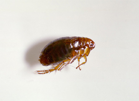 Les puces sont des insectes très intéressants