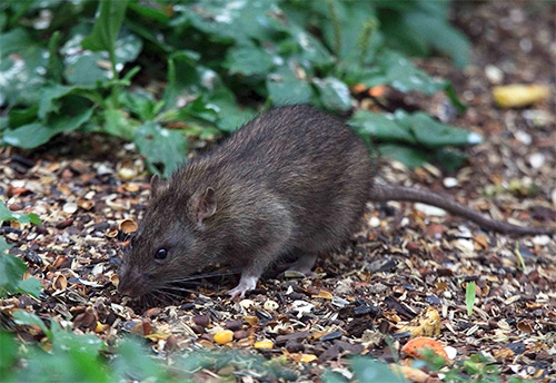 Les rats sont porteurs de puces et, par conséquent, de maladies humaines dangereuses