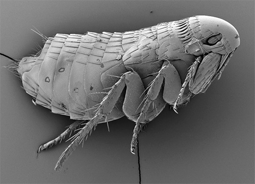 Photographie d'une puce prise au microscope électronique
