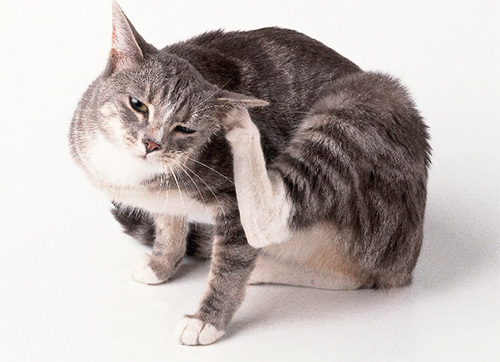 Un chat qui se gratte fréquemment peut être un signe de présence de puces
