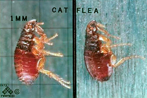 Photographie d'une puce du chat au microscope
