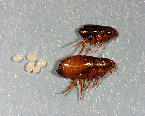 Puces de chat et leurs œufs Puces de chat et leurs œufs