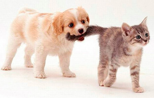 Les propriétaires de chats et de chiens doivent régulièrement contrôler la présence de puces chez leurs animaux de compagnie Les propriétaires de chats et de chiens doivent régulièrement contrôler la présence de puces chez leurs animaux de compagnie