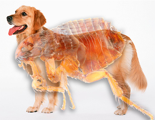Découvrons à quoi ressemblent les puces chez le chien et à quel point elles peuvent être dangereuses... Découvrons à quoi ressemblent les puces chez le chien et à quel point elles peuvent être dangereuses