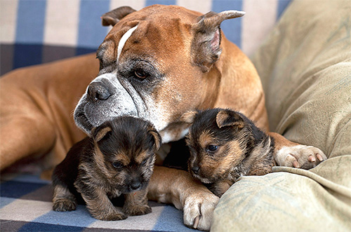 Les parasites se transmettent facilement d’un chien infesté de puces aux chiots Les parasites se transmettent facilement d’un chien infesté de puces aux chiots