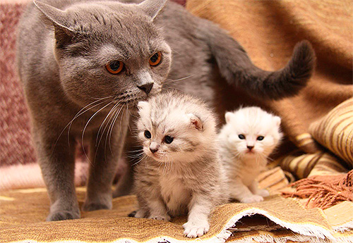 Il faut prendre en compte que la chatte lèche ses chatons et peut ingérer les insecticides antipuces.