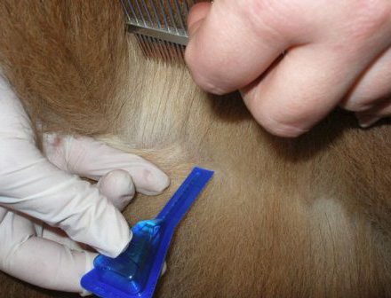Les gouttes antipuces sont généralement appliquées sur la zone du garrot de l'animal. Les gouttes antipuces sont généralement appliquées sur la zone du garrot de l'animal.