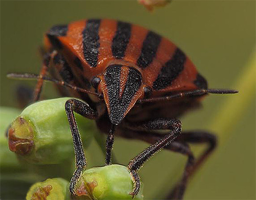 Il n'est pas étonnant que les antennules de la punaise ressemblent à des antennes : ce sont les organes tactiles de l'insecte.