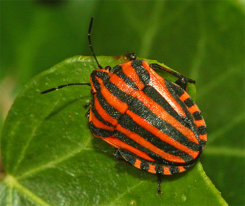 Punaise italienne, ou *Graphosoma lineatum italicum*