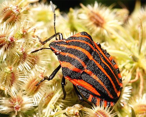 Graphosoma lineatum italicum vu en macrophotographie