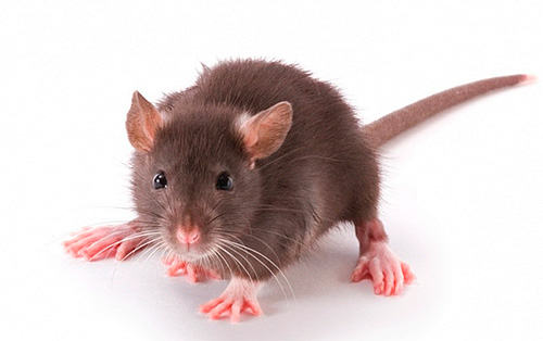 Est-il dangereux que des puces de rat pénètrent dans un appartement ?