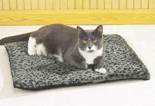 Les puces n'apprécieront pas du tout si, par exemple, le coussin du chat contient de la sciure de pin Les puces n'apprécieront pas du tout si le coussin du chat contient de la sciure de pin