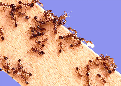 Nous choisissons un poison contre les fourmis dans l'appartement...