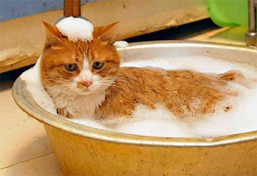 Choisir un shampooing anti-puces pour chat et chaton