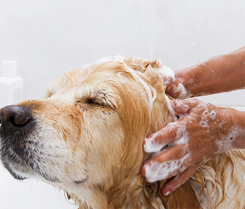 Donner un bain à un chien avec du shampoing n'est pas facile ! Mais beaucoup de chiens aiment ça