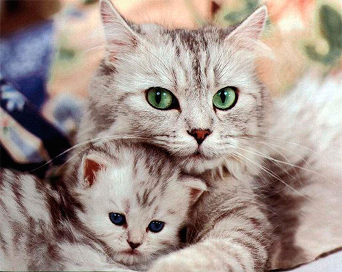 Choisir le produit anti-puces le plus efficace pour chats et chatons Choisir le produit anti-puces le plus efficace pour chats et chatons