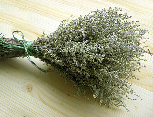 Branches d'absinthe - efficaces pour repousser les puces Branches d'absinthe - efficaces pour repousser les puces