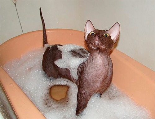 De nombreux shampooings anti-puces permettent de prendre soin du pelage de l'animal en même temps. De nombreux shampooings anti-puces permettent de prendre soin du pelage de l'animal en même temps.