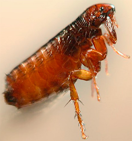 Les puces sont des vecteurs potentiels d'agents pathogènes de maladies dangereuses Les puces sont des vecteurs potentiels d'agents pathogènes de maladies dangereuses