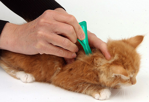 Il existe aujourd'hui de nombreux produits spéciaux contre les puces, permettant d'éliminer rapidement les parasites chez les animaux domestiques. Il existe aujourd'hui de nombreux produits spéciaux contre les puces, permettant d'éliminer rapidement les parasites chez les animaux domestiques.