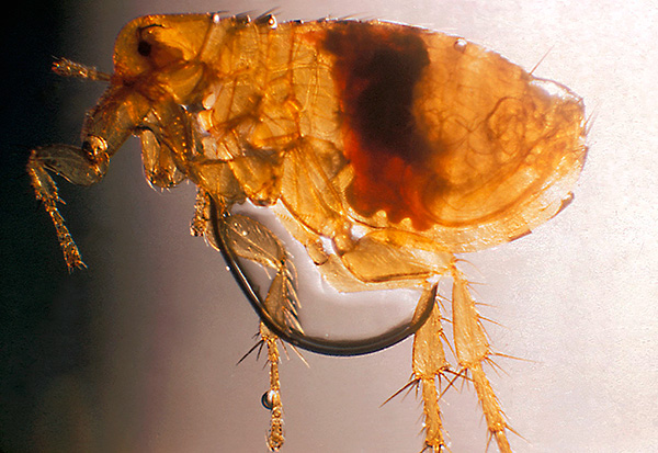 Voici à quoi ressemble une puce de rat au microscope Voici à quoi ressemble une puce de rat au microscope