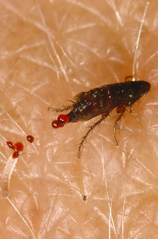 Et sur cette photo, on voit bien les gouttelettes de sang que le parasite a excessivement aspirées lors de la piqûre. Et sur cette photo, on voit bien les gouttelettes de sang que le parasite a excessivement aspirées lors de la piqûre.