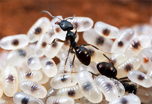 Chez de nombreuses espèces de fourmis, les larves ne sont pas capables de se nourrir seules.