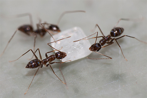 Les fourmis mangent volontiers du sucre