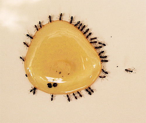 Les fourmis adultes mangent des aliments riches en glucides.