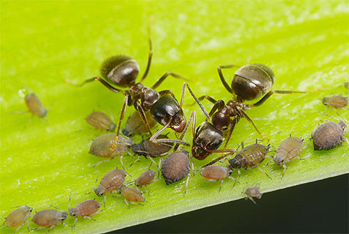 Le puceron sécrète du miellat que les fourmis aiment tant manger.