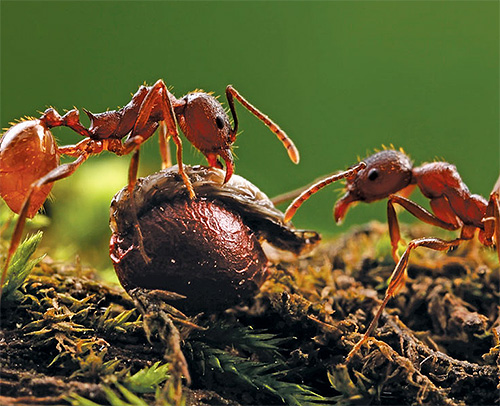 Les puissantes mandibules des fourmis moissonneuses broient même les graines les plus dures en une bouillie.