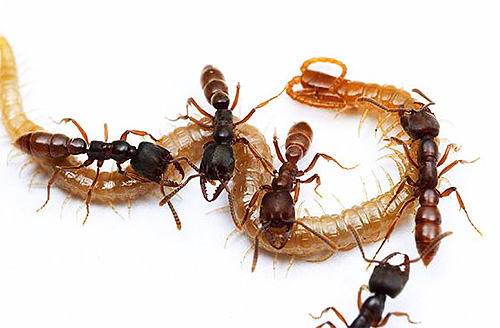La fourmi Dracula attrape divers insectes et en nourrit ses larves.