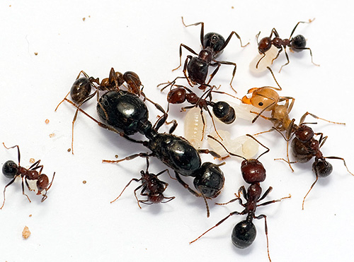 Le DEET est l'un des produits les plus connus pour lutter contre les fourmis Le DEET est l'un des produits les plus connus pour lutter contre les fourmis