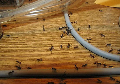 Pour lutter contre les fourmis, il est efficace d'appliquer un produit contenant du DEET sur leurs chemins de déplacement Pour lutter contre les fourmis, il est efficace d'appliquer un produit contenant du DEET sur leurs chemins de déplacement