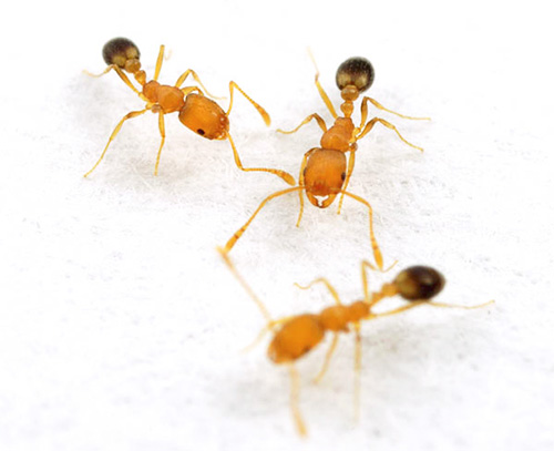 Ouvrières des fourmis pharaons Ouvrières des fourmis pharaons