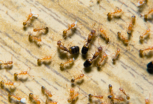 Reines des fourmis pharaons entourées d'ouvrières. Un même nid peut contenir plusieurs reines. Reines des fourmis pharaons entourées d'ouvrières