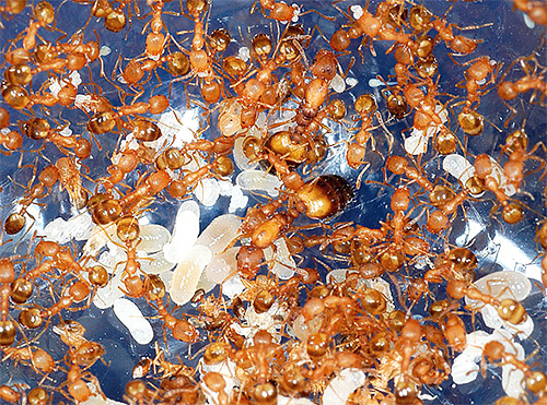 La photo montre les œufs et les larves des fourmis pharaons La photo montre les œufs et les larves des fourmis pharaons