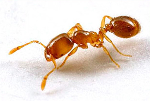 Les fourmis pharaons sont des insectes thermophiles Les fourmis pharaons sont des insectes thermophiles