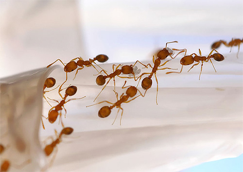 En quête de nourriture, les fourmis tracent périodiquement de nouvelles pistes En quête de nourriture, les fourmis tracent périodiquement de nouvelles pistes