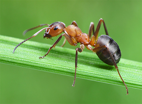 La vie des fourmis est associée à de nombreux faits intéressants