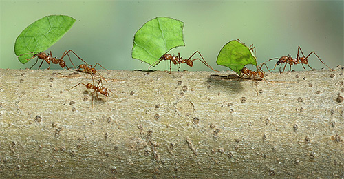 Des fourmis coupeuses de feuilles rapportent des feuilles au nid