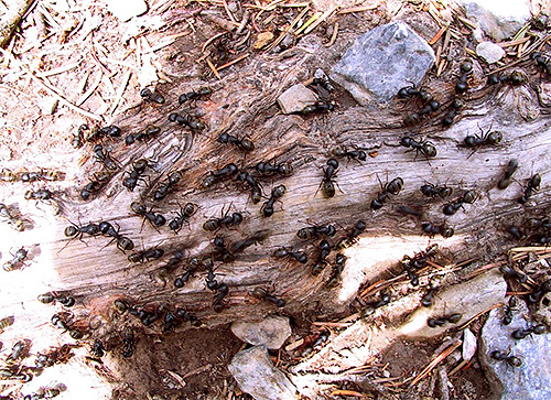 Le nombre de fourmis est si élevé qu'il y a environ un million de ces insectes pour chaque être humain vivant