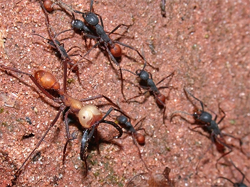 Voici à quoi ressemble une colonne de fourmis légionnaires (nomades) qui peut tout détruire sur son passage.
