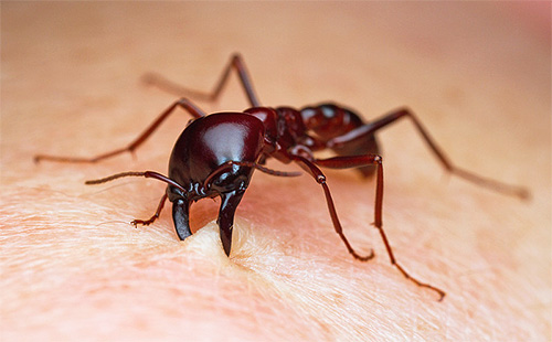 Les fourmis légionnaires peuvent infliger de graves morsures à une personne.