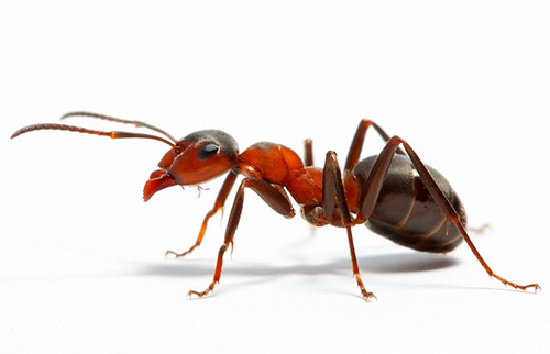 Voyons ce que peuvent signifier les rêves de fourmis