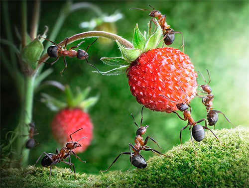 Dans la littérature mondiale, les fourmis sont un symbole d'assiduité