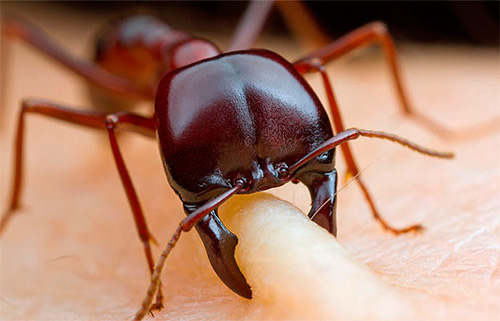 Si les fourmis dans le rêve rampent sur le corps et vous mordent...