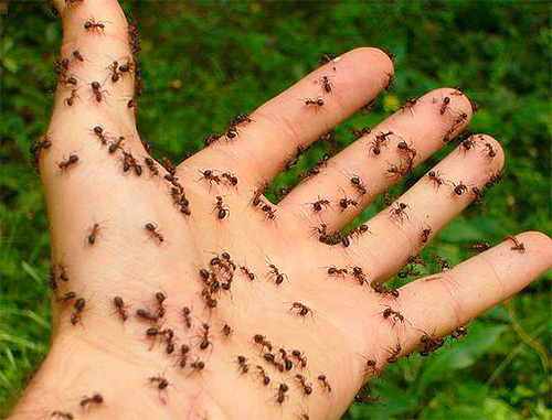Selon le Livre de rêves de A à Z, des fourmis rampant sur le corps annoncent des honneurs.
