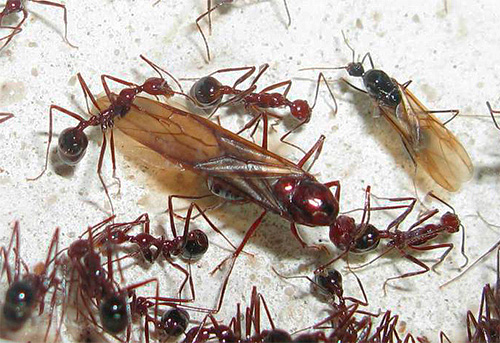 Rêver de fourmis ailées est un mauvais signe.