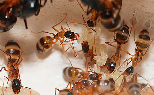 À propos des méthodes de lutte contre les fourmis dans l'appartement